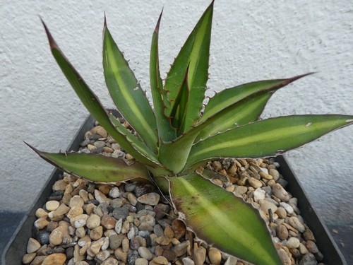 Agave lopantha shown 13cm - in,