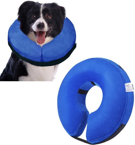 Pet dog cat - pet, collar