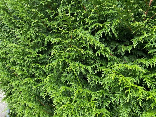 Thuja plicata gelderland - plicata,