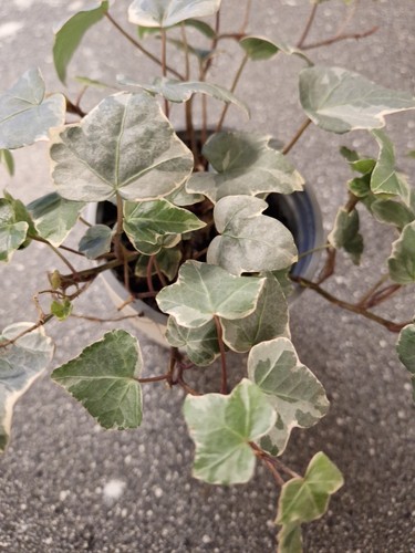 Baby english ivy - baby,