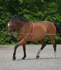Equipride Soft Lunging Aid