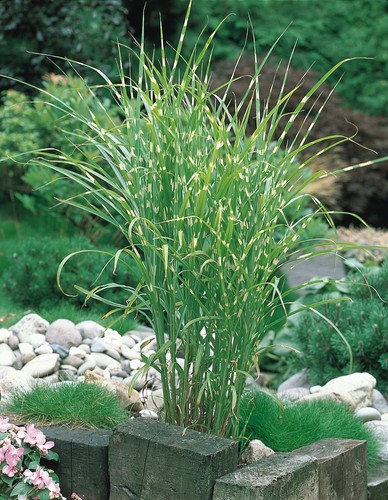 Miscanthus sinensis little - 2x,