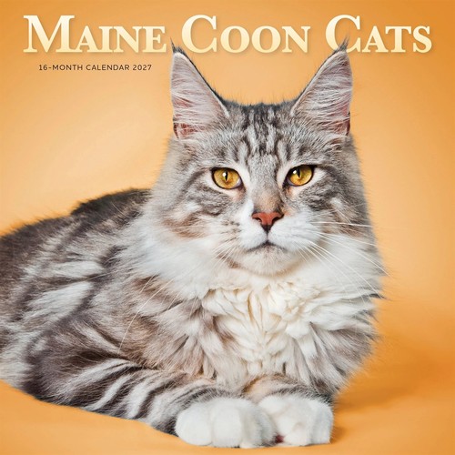 Maine coon cats - cats, 2027