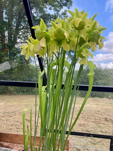 Live sarracenia dision from - sarracenia,