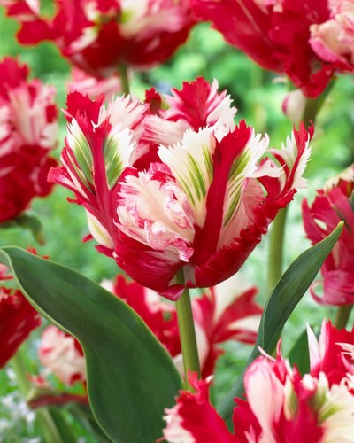 Estella rjinveld parrot tulip - rjinveld,