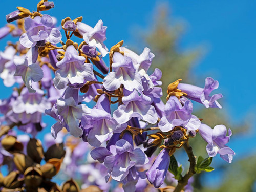 Paulownia tomentosa foxglove - tomentosa,