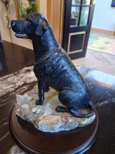 Black labrador dog - black,