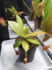 Nepenthes Gaya tropical