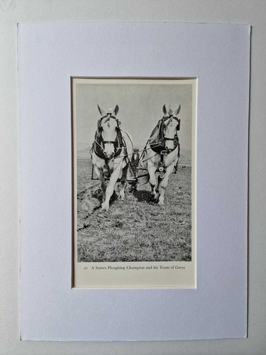 Street sussex ploughing horses - street,