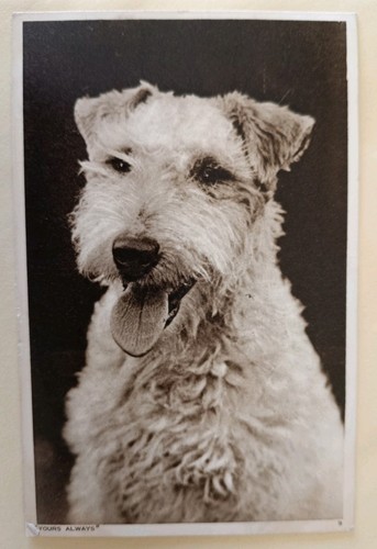 Vintage dog postcard fox - postcard,, fox/