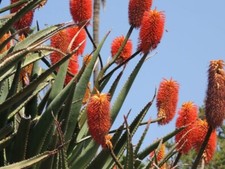 Succulents aloe rupestris - ,