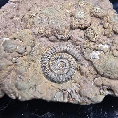 Pyrite multi ammonite fossil - pyrite, multi-ammonite
