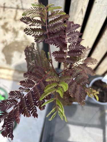 Albizia julibrissin summer - albizia,