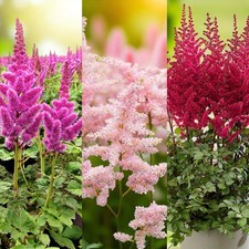 Astilbe Mixed Plants in 9cm Pot - Hardy Summer Flowering Garden Ready Perennials