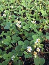 Seascape Strawberry Plants: 25