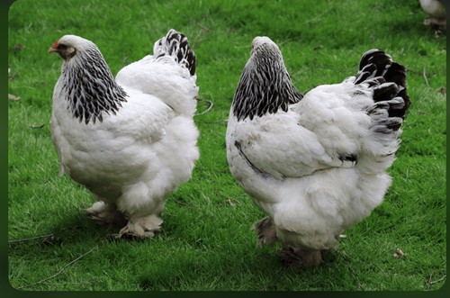 Pure bred white light - white, brahma