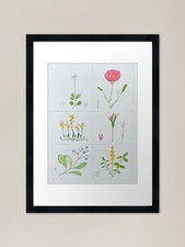 Botanical Illustration Framed
