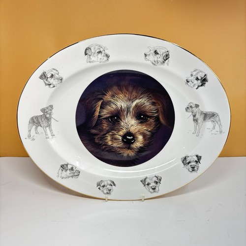 Border terrier macdonald - border, fine