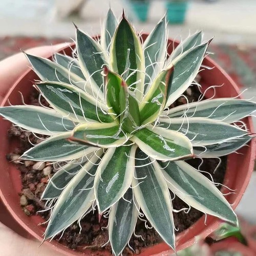 Variation agave - variation,