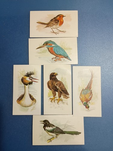 Grandee british birds 8 - british, birds.