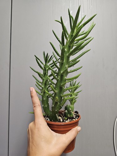 Rare giant eve - giant, cactus