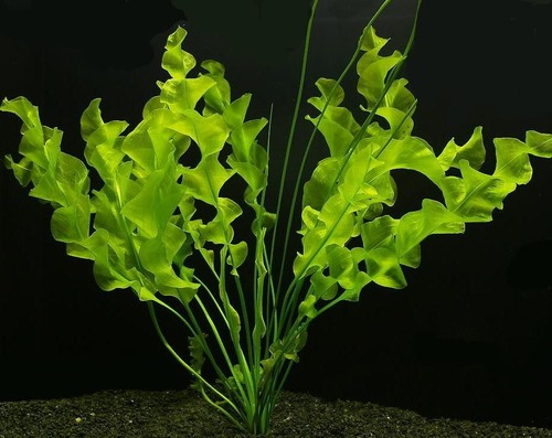 Aponogeton ulvaceus live - aponogeton,