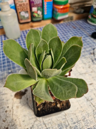 Aeonium maximus succulent - aeonium,