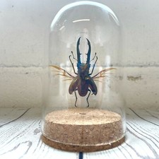 Golden Metallic Stag Beetle