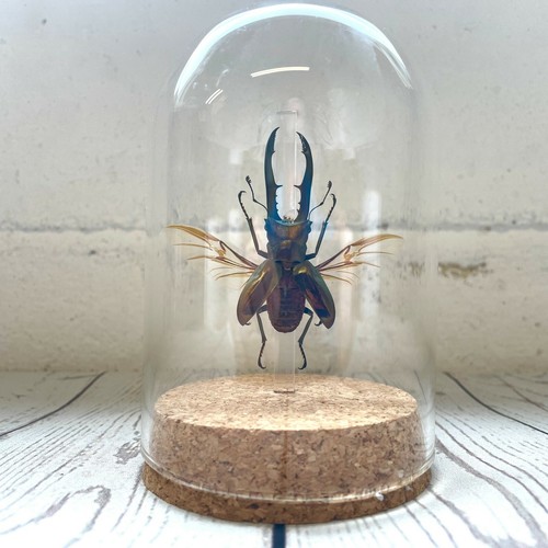 Golden metallic stag beetle - golden,