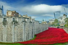Tower of London Poppy Poppies