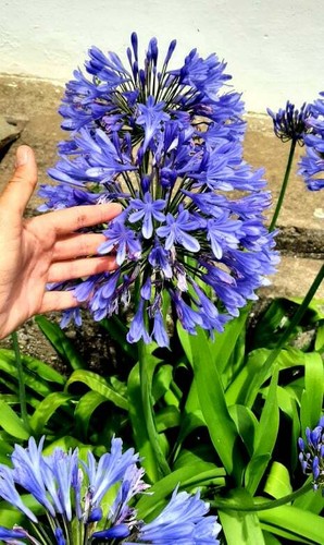Agapanto flower blue african - flower,