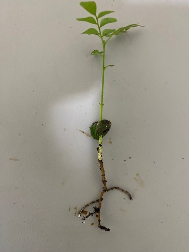 Curry leaf plant pure - 10,