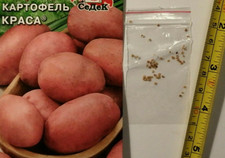 RARE HYBRID POTATO SEEDS -