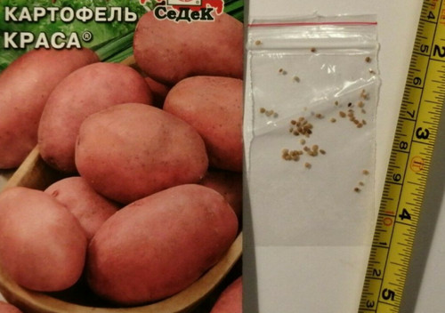 Rare hybrid potato seeds - potato,
