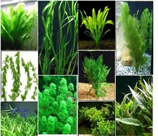 5 x Plants - Bunched &