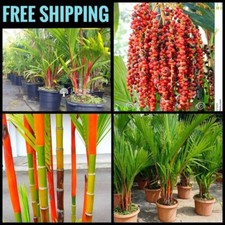 Red Lipstick Palm Tree RARE Seeds Sealing Wax Cyrtostachys renda lakka Plant