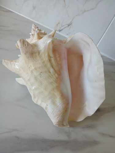 Conch pink sea shell - sea, natural