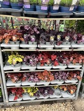 2x Heuchera Plants - High Quality Established Plants in  2L Pot || Very Cheap !!