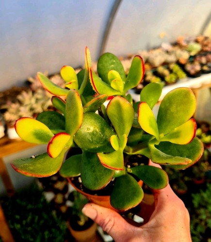 Crassula ovata sunset - ovata,