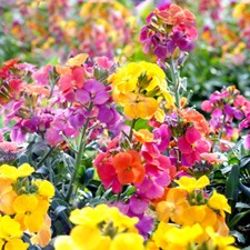 Wallflower (Erysimum) Harlequin Mixed 10, 20 & 40 Bare Roots By T&M