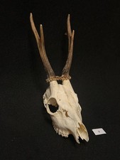 Roe deer horns. Antlers