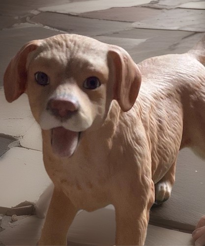 Royal osbourne golden labrador - osbourne,