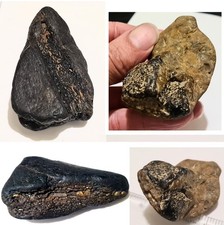 2 Combined Lots! Large Dino