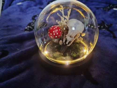 Light glass dome - light,
