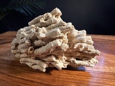 Fossilised coral specimen - fossilised,