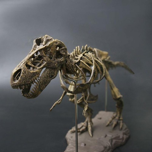 Rex dinosaur skeleton - skeleton, model