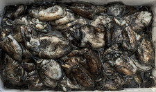 Cuttlefish -  4kg Block -