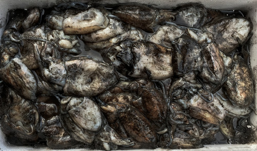 Cuttlefish 4kg block - -,