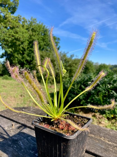 Live large drosera capensis - live,