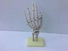 Anatomical skeleton Hand Physiotherapy Doctor Nurse  Teaching Aid